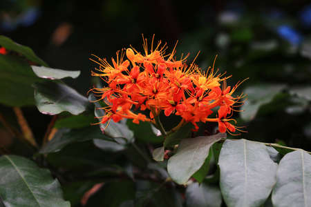 Flowers of carefree trees on the streets of Guangzhou, Guangdong Province, Chinaの写真素材