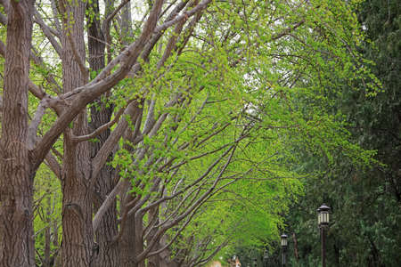 Just growing ginkgo leaves in the park, Beijing