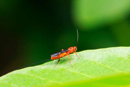Bees inhabit plants, North Chinaの写真素材