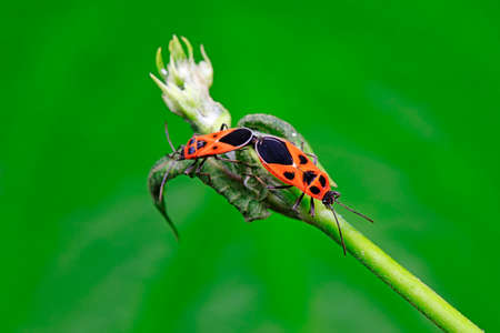 shieldbug inhabit wild plants in North China