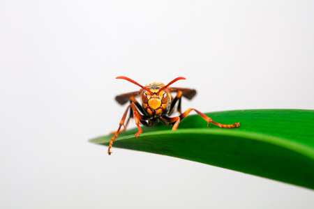 Bees live on wild plants, North Chinaの写真素材