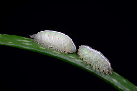The larvae of the moth live on wild plants in North China