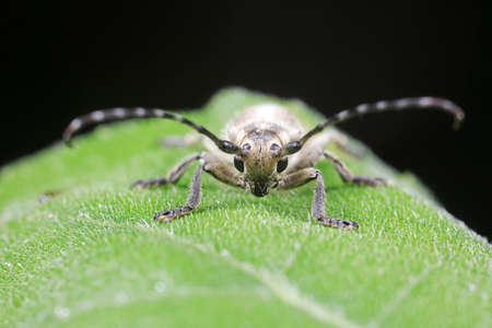 Longicorn beetles on wild plants, North China