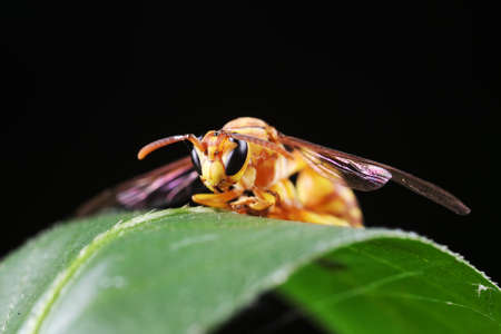 Wasps live on wild plants in North China