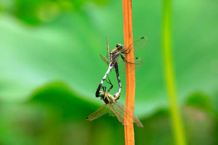 Dragonflies mate in the wild, North Chinaの写真素材