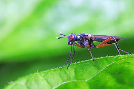 Flies on plants in the nature, North China Plain