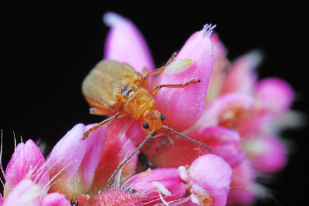 Leaf beetles inhabit wild plants in North China