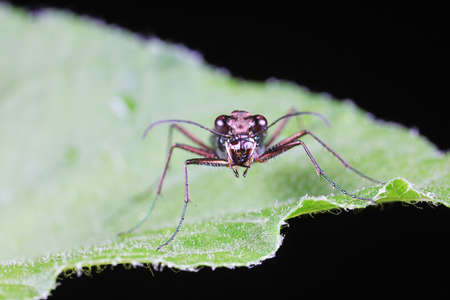 Spotted tiger beetles inhabit wild plants in North China