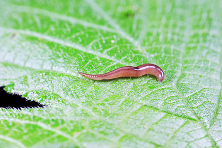 Larvae of Encyrtidae on wild plants, North China
