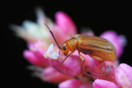 Leaf beetles inhabit wild plants in North China