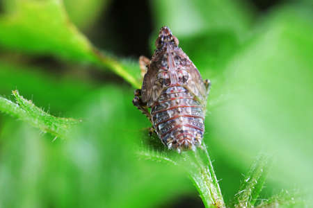 Wax cicada nymphs live on wild plants in North China