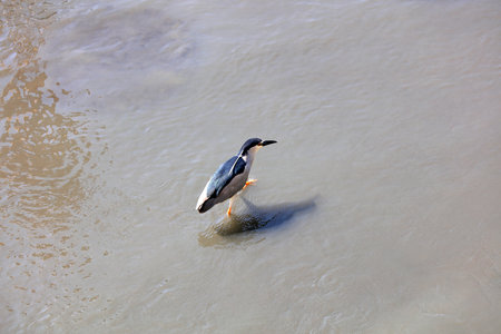 Waterbirds inhabit the Huangpu River, Shanghai, China