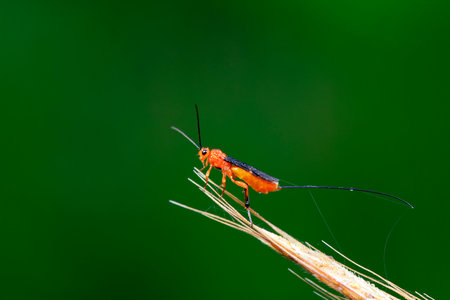 Bees inhabit plants, North Chinaの写真素材