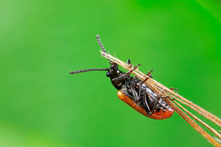 Negative mud bug inhabits wild plants in North Chinaの写真素材