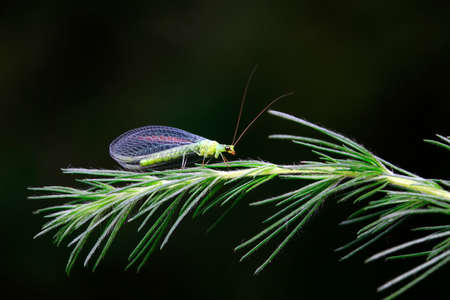 Chrysopa live on wild plants, North Chinaの写真素材