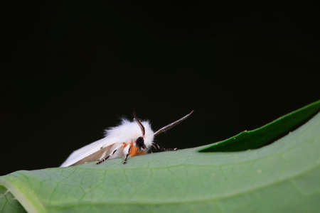 Lepidoptera moths inhabit wild plants in North Chinaの写真素材