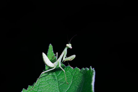 Mantis inhabits wild plants in North China