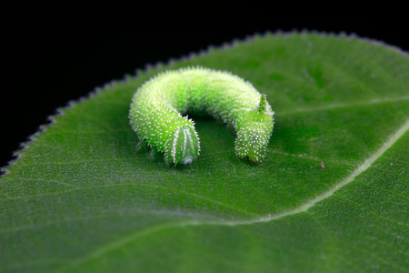 Moth larvae live on wild plants in North Chinaの写真素材