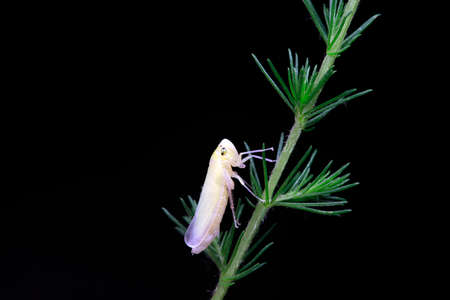 Leafhoppers live on wild plants in North China