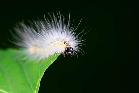 Lepidoptera larvae on wild plants, North China