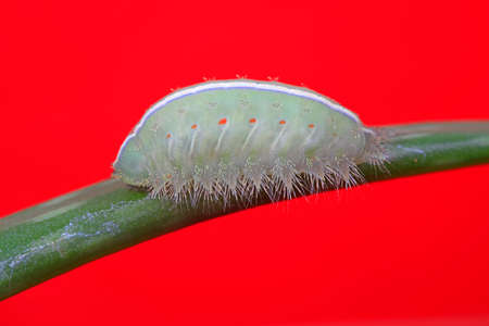 The larvae of the moth live on wild plants in North China