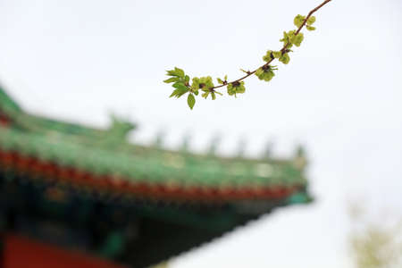 Green elm leaves on ancient buildingsの写真素材