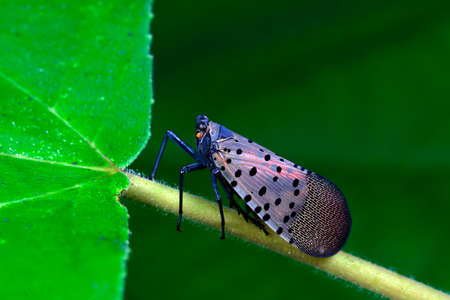 Wax cicadas live on wild plants in North Chinaの写真素材