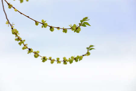 The green elm leaves are in the sky background
