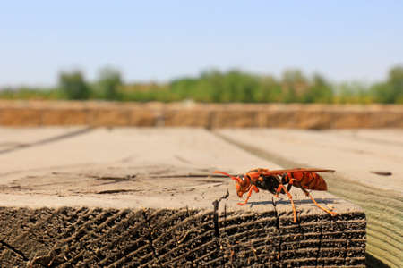 Bee insects on wood, North China