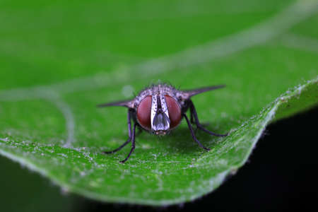 Flies on plants in the nature, North China Plain