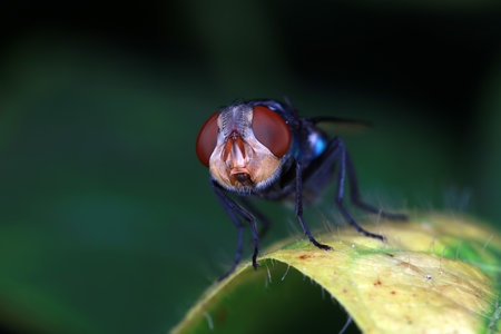 Flies on plants in the nature, North China Plain