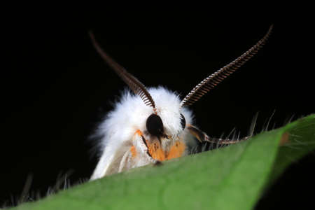 Moths on leaves in nature, North China Plainの写真素材