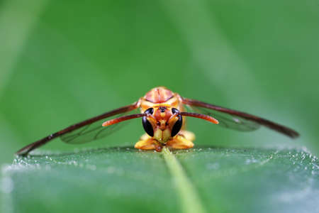 Wasps live on wild plants in North China