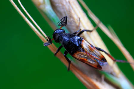 Fleas live on wild plants, North Chinaの写真素材