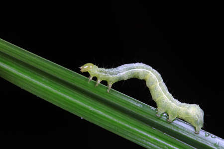 Small cotton bridge worm inhabits plants, North China