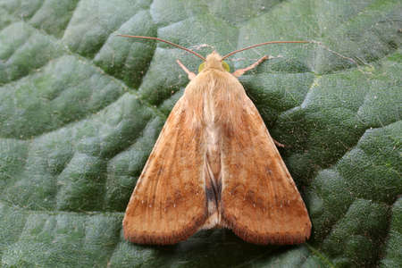 Moths inhabit plants in a natural state, North China Plainの写真素材