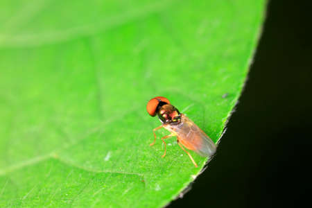 Flies inhabit wild plants in North China
