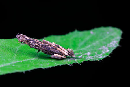 Coir moth inhabits wild plants in North China