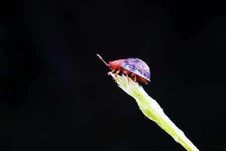 Carabidae insect live on green leaves