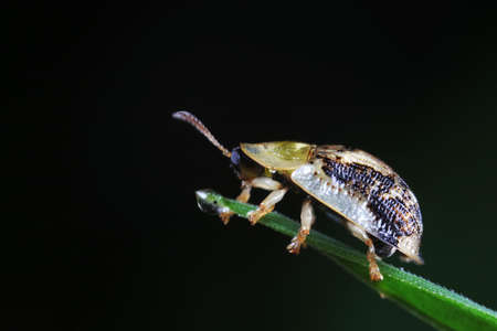 Carabidae insect live on green leavesの写真素材