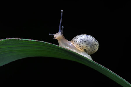 The snail crawls on the green leavesの写真素材