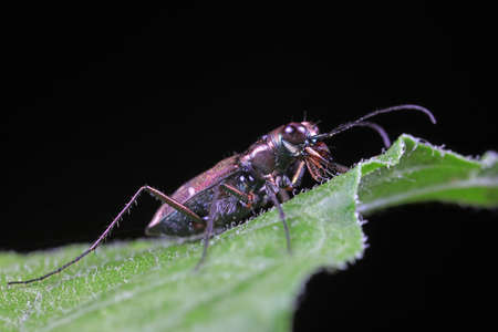Spotted tiger beetles inhabit wild plants in North China