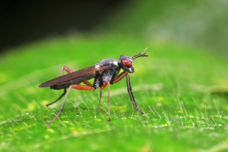 Flies on plants in the nature, North China Plainの写真素材