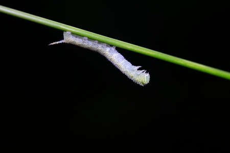 Moth larvae live on wild plants in North China