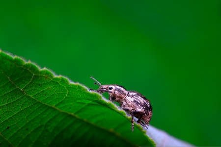 Weevil perches on green leaves, North Chinaの写真素材
