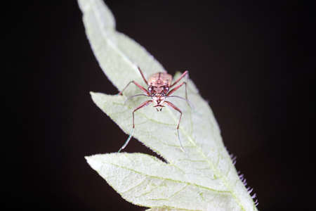 Spotted tiger beetles inhabit wild plants in North Chinaの写真素材