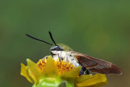Moths on leaves in nature, North China Plainの写真素材
