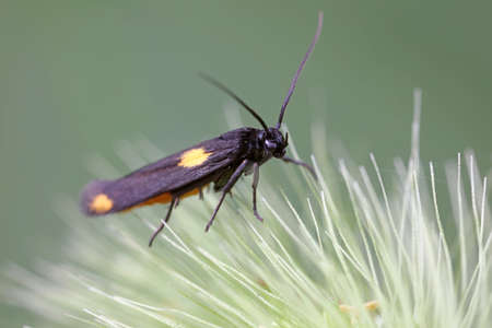 Moths on leaves in nature, North China Plain