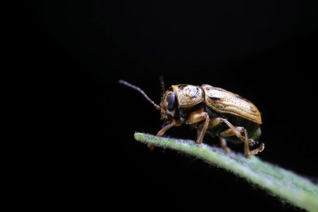 Leaf beetles inhabit wild plants in North China