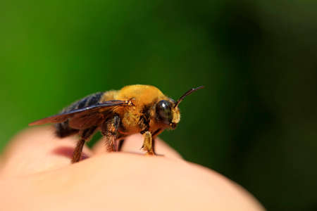 Xylocopa appendiculata crawling on human handsの写真素材